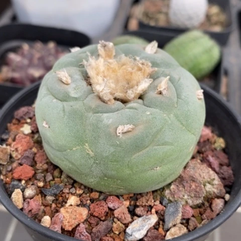 实生大鱼单头4仙人球