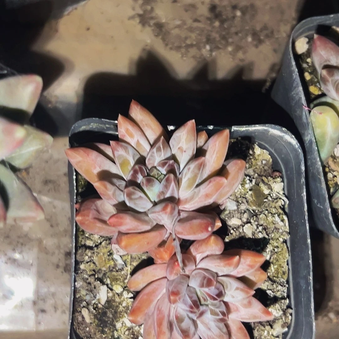 棉棉精品多肉系列