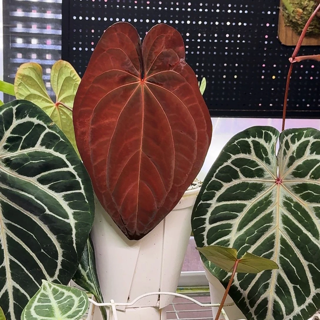 完全开放新年福利泰国鸡