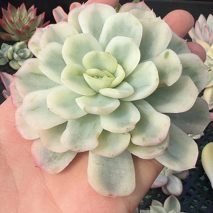 贝瑞锦多肉植物饭