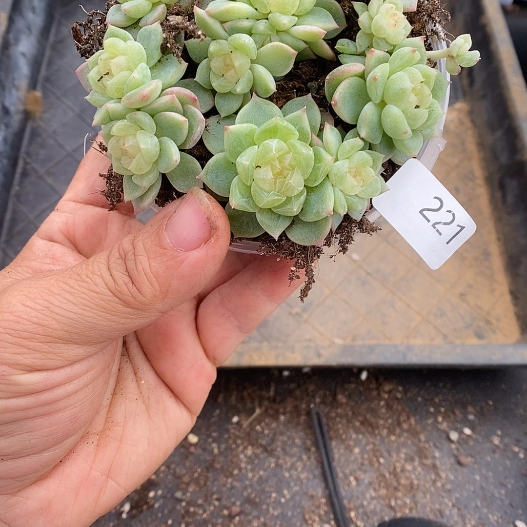 一物一拍一物一拍1028-221