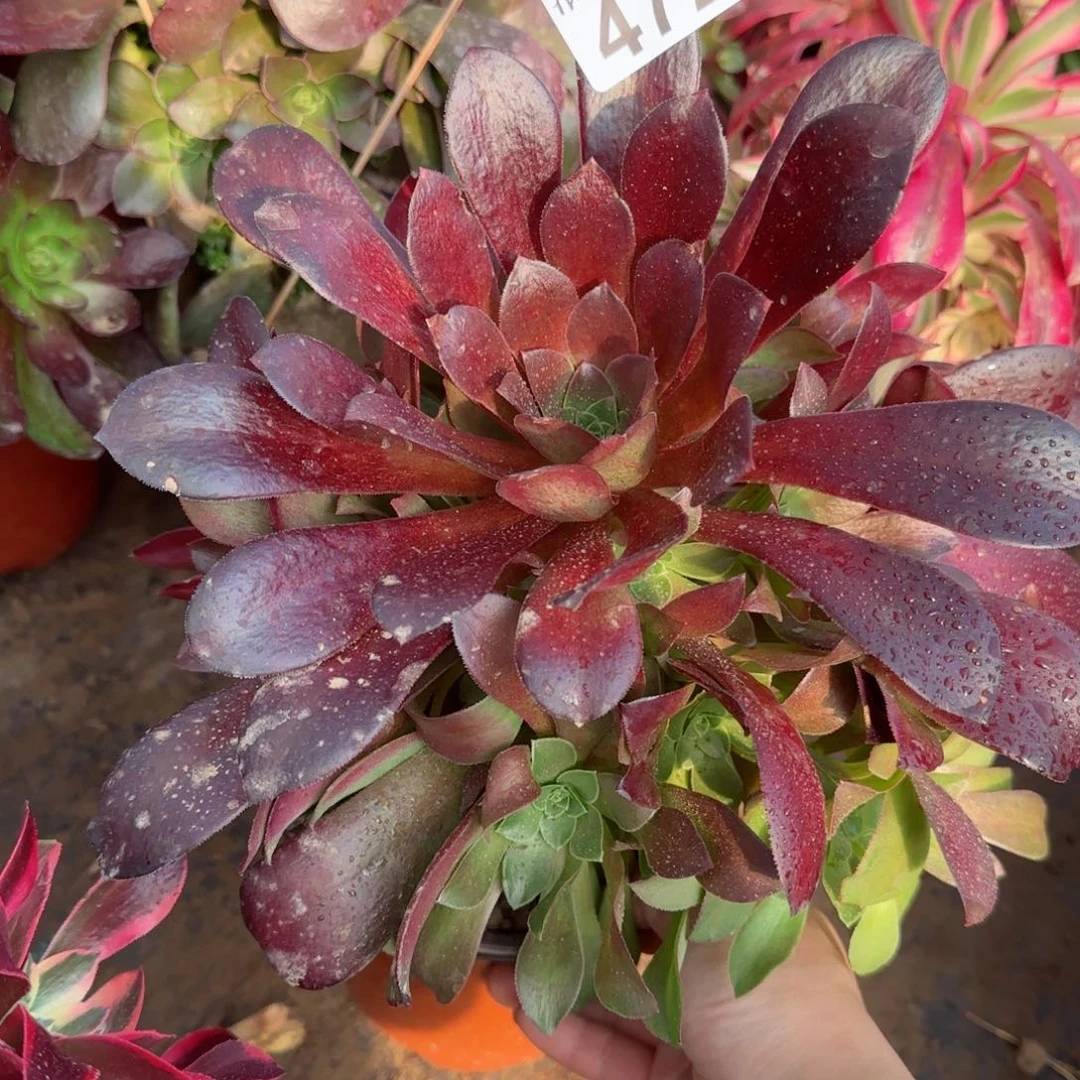 梅花博迪多肉472满28包邮断枝不包