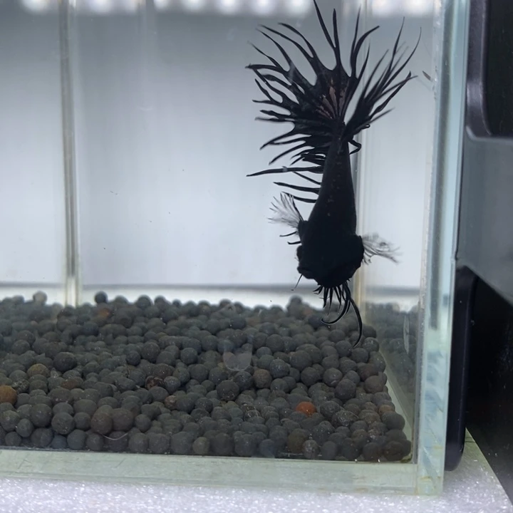 斗鱼泰国斗鱼140号