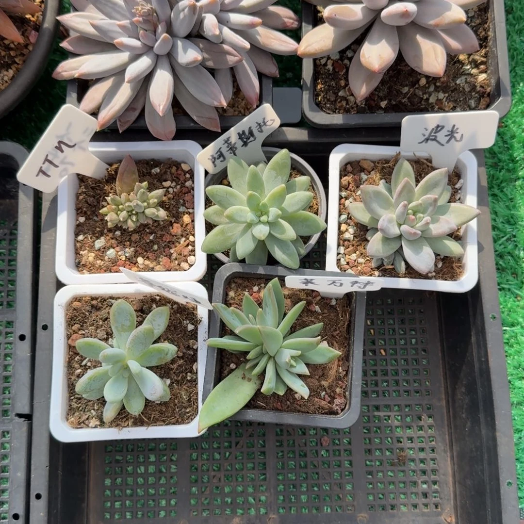 无花朵一筐五颗美人系多肉