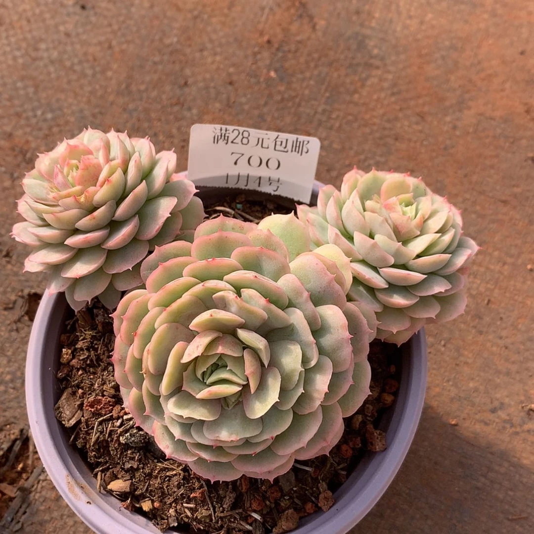 【闪购商品】云700号