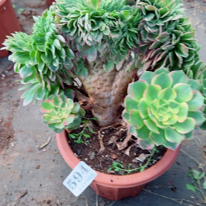 594海王缀化多肉植物满28包邮