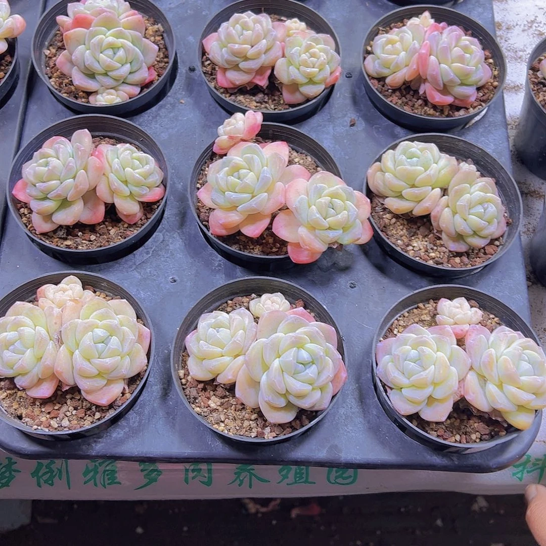 927双头精品冰玉19包邮