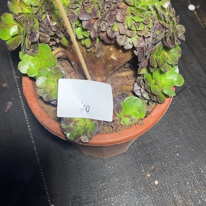 心***e花月夜缀化多肉植物1140