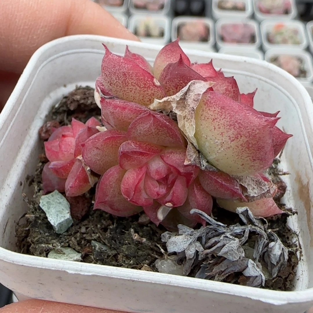 永***盛小卡拉米糖心一物一拍