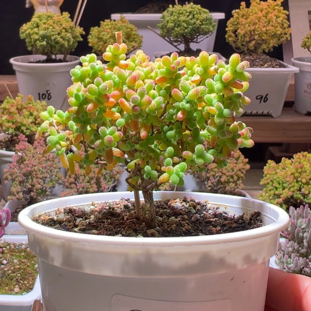 238金桔一物一拍带盆土发货