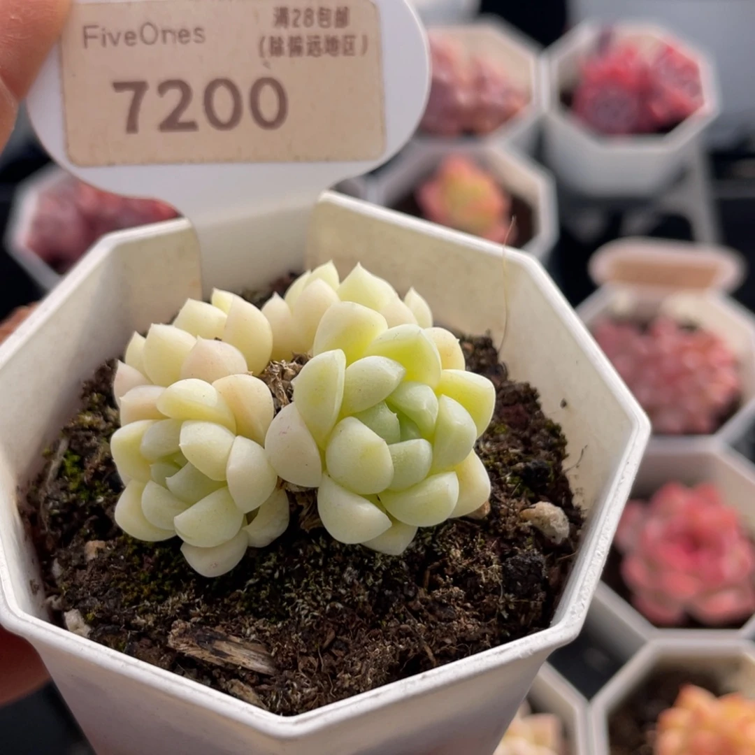 白月光7200-4.0厘米