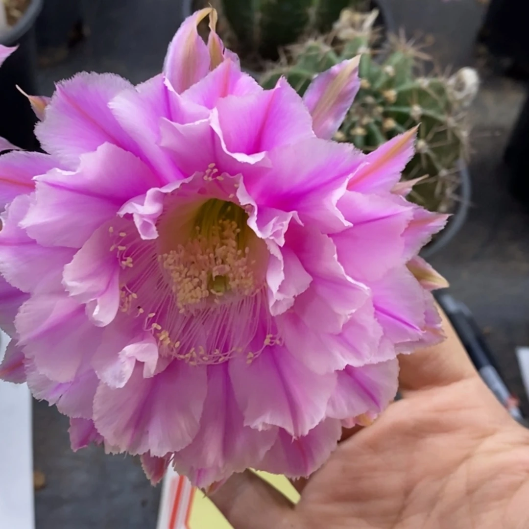 【闪购商品】两个彩草