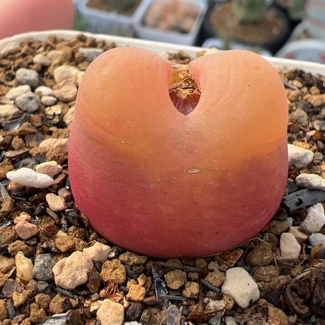 水蜜桃多肉植物盆栽栽培