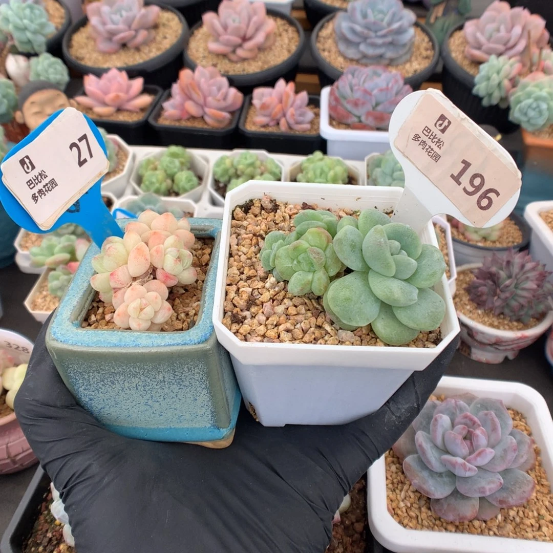 大***雾27-196 冰玉石化多肉