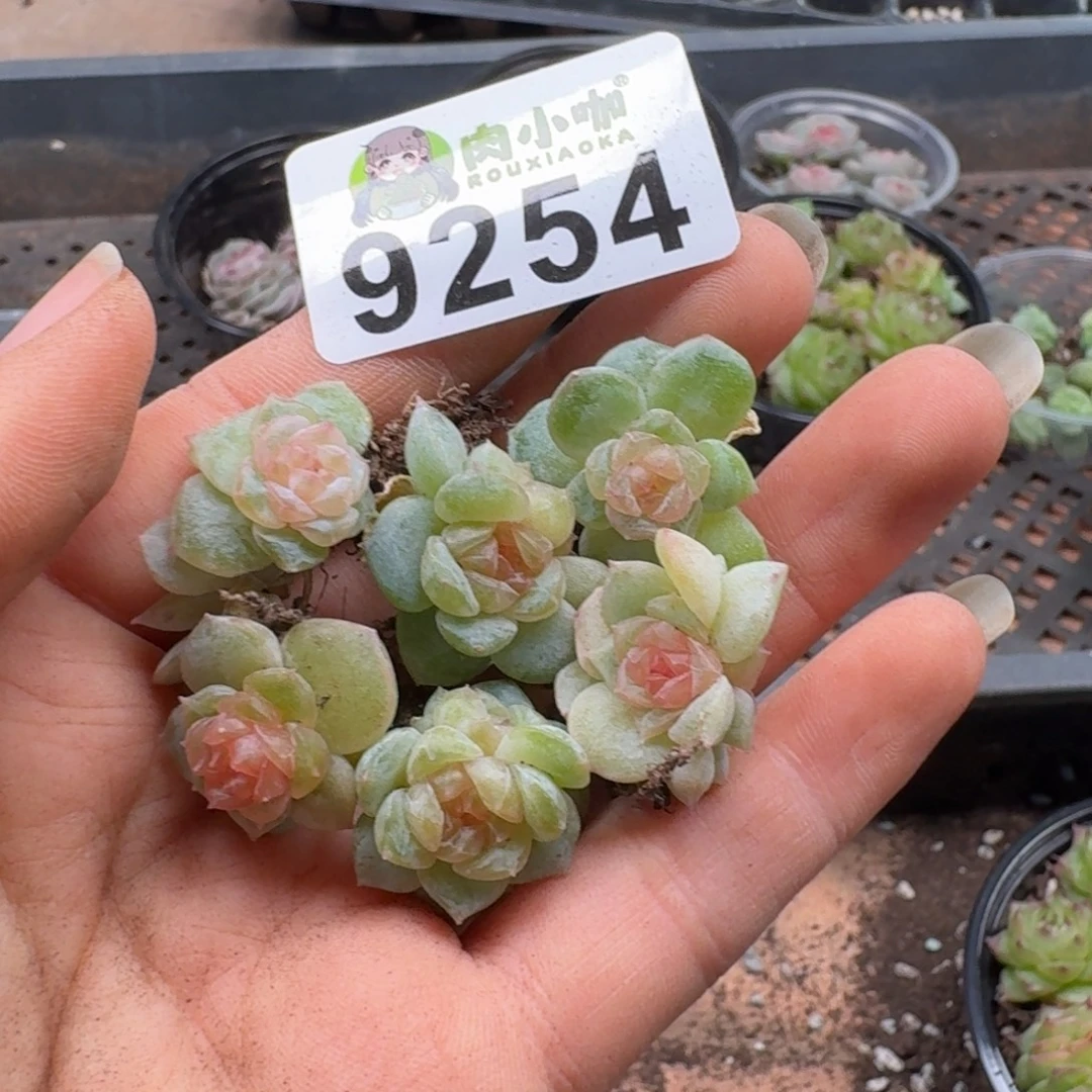 小***点多肉植物多肉植物