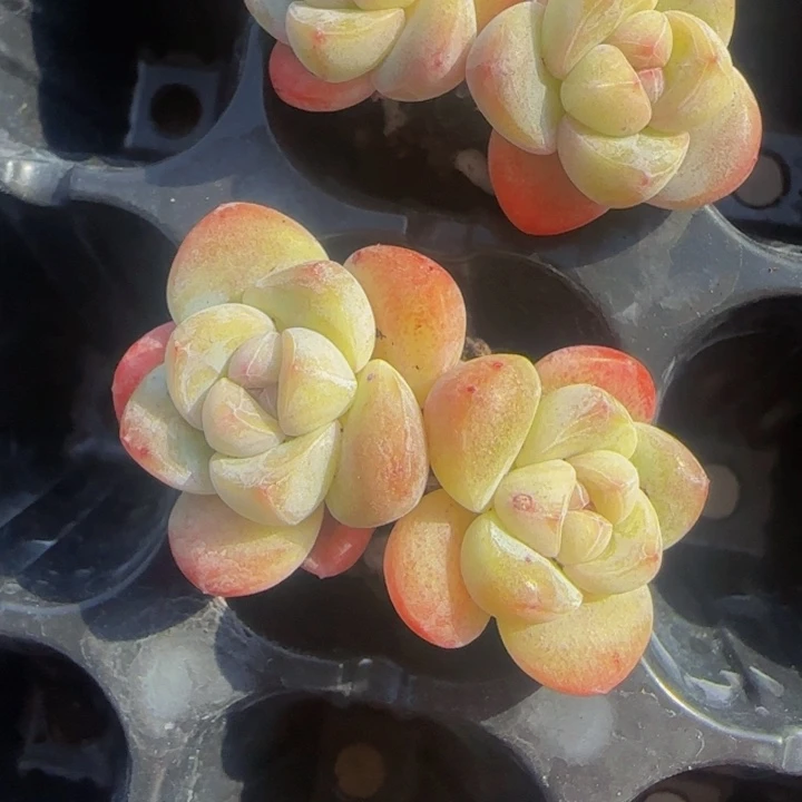 晨*↙小黄双头2颗