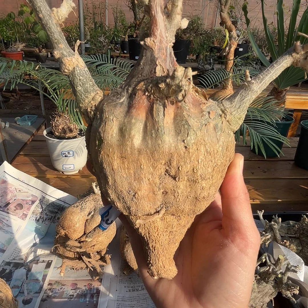 优选沙漠苦瓜，矮圆