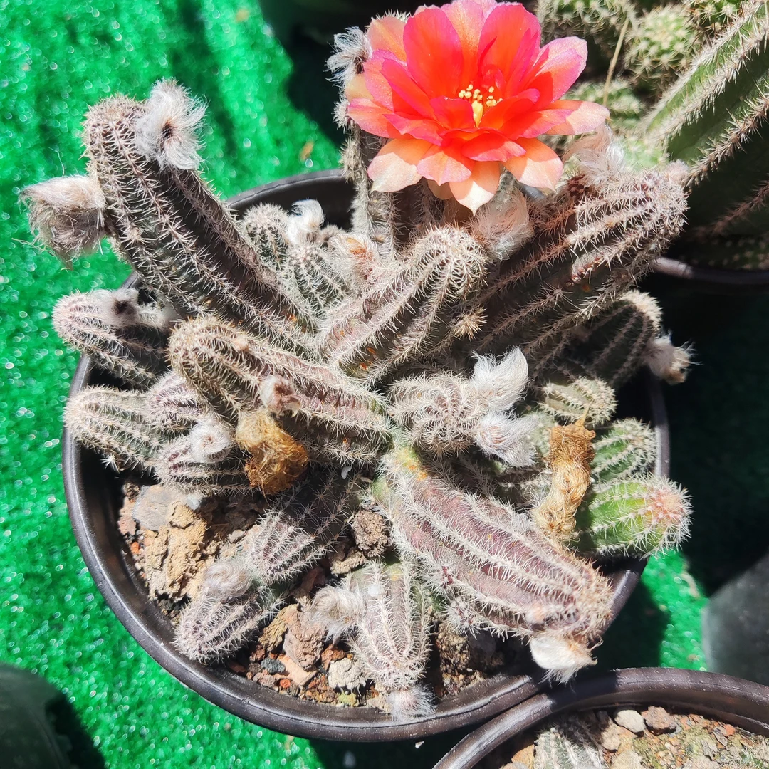 橙花复瓣白檀 大群生 带盆发货