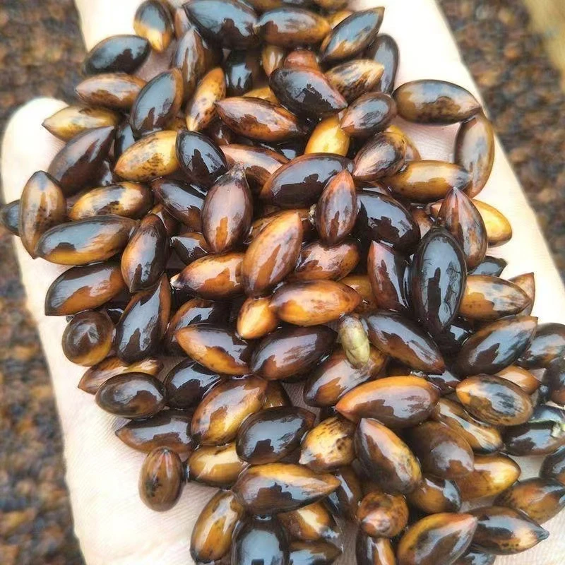 金丝楠木小叶桢楠种子直发