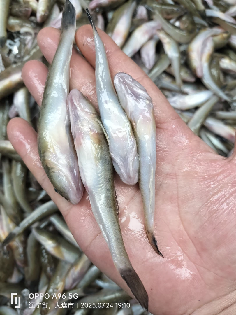 渤海湾新鲜小海鲶鱼胖头鱼5斤