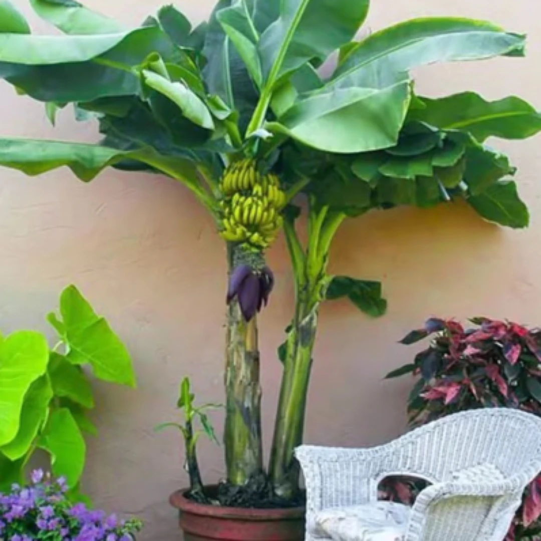 盆栽地栽观赏矮化香蕉苗带土带叶发货