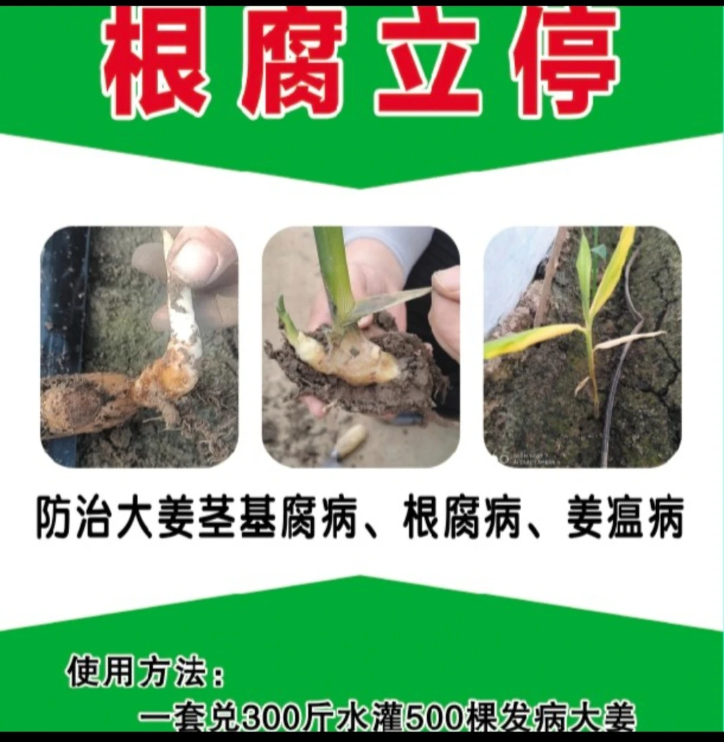 根腐立停微生物菌剂，防大姜死棵 一套冲一亩地，单棵灌的兑2桶水。