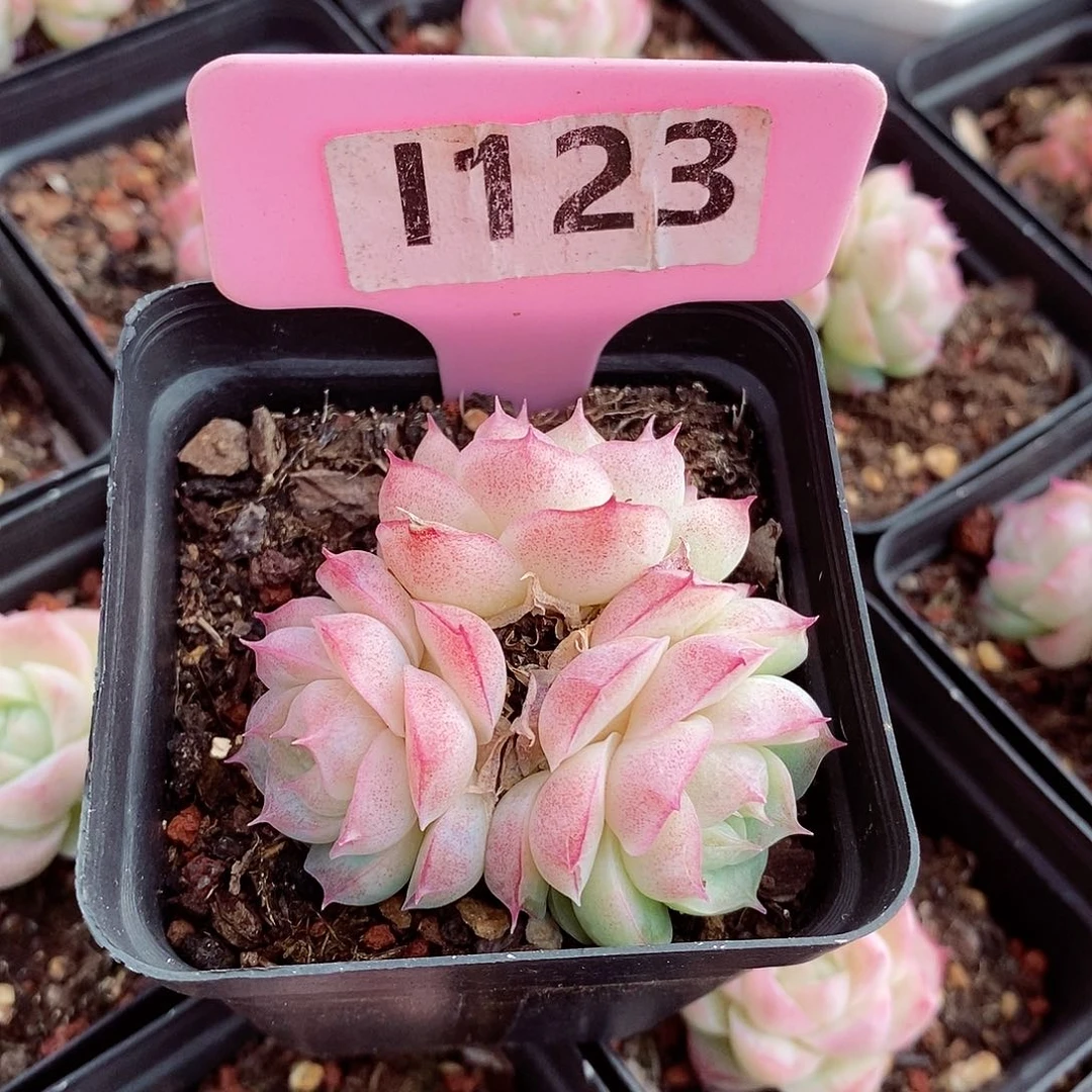 ?****～潘多拉5.5cm多肉植物