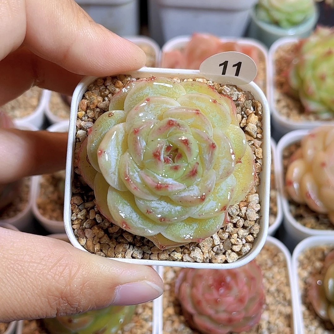 011 羽刹珍妮  满18包邮