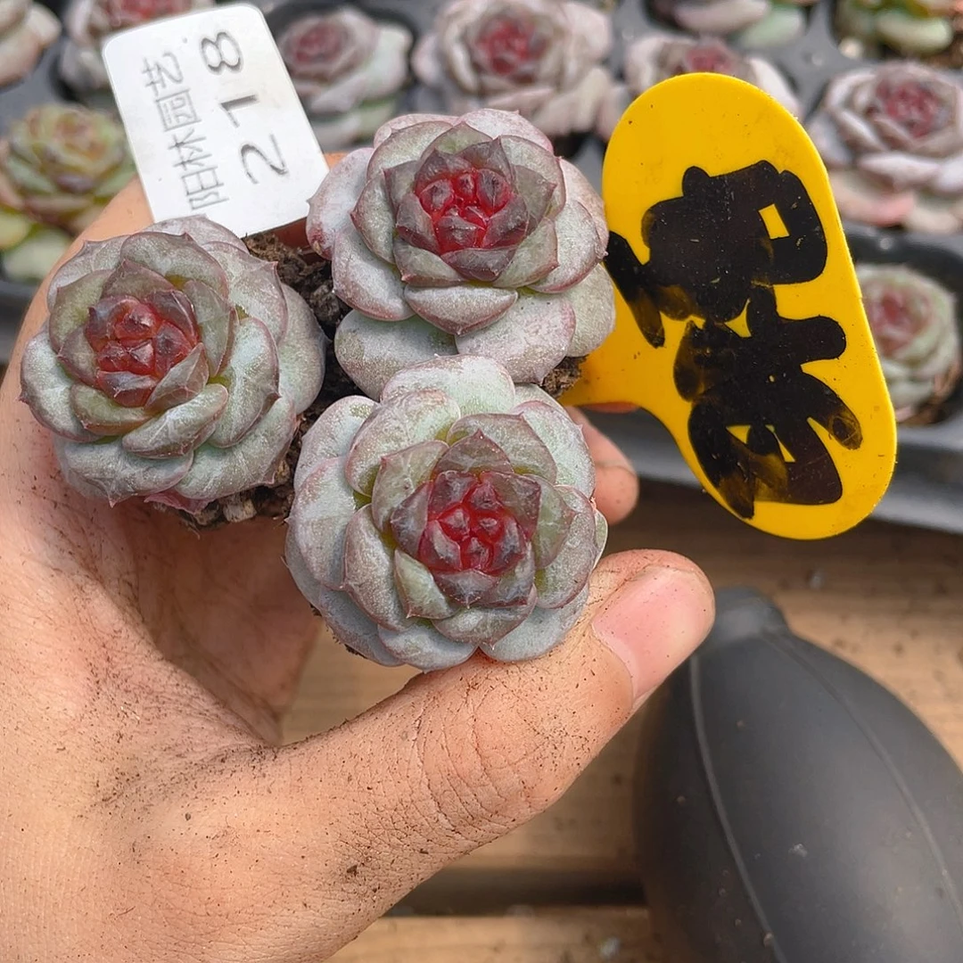 量拍多肉植物多肉植物218