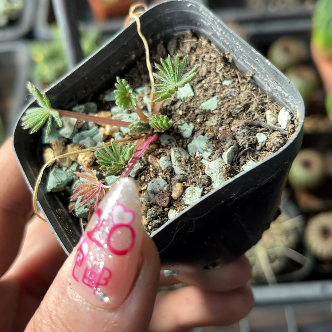 红棕榈幸运草酢浆草单头发货