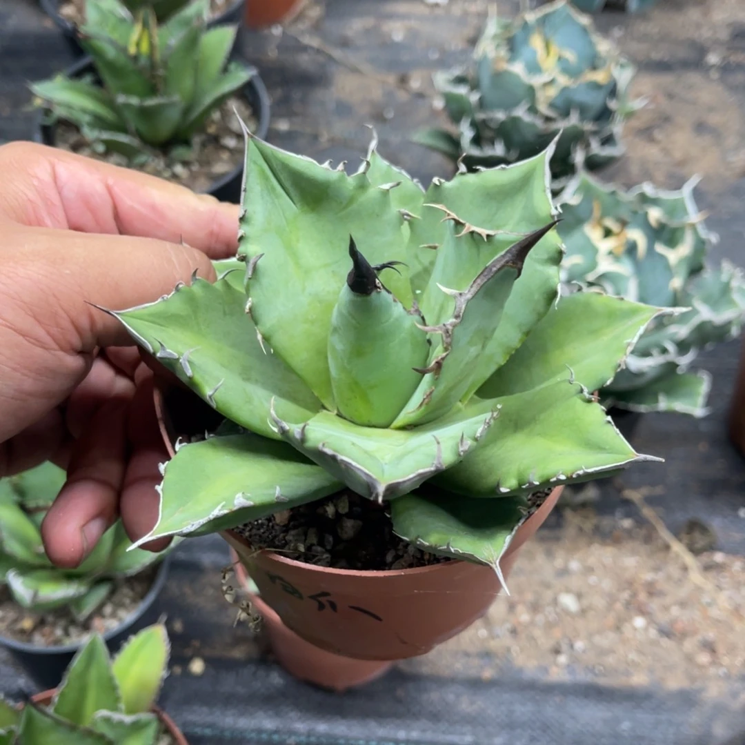 猫爪仁王冠系列龙舌兰