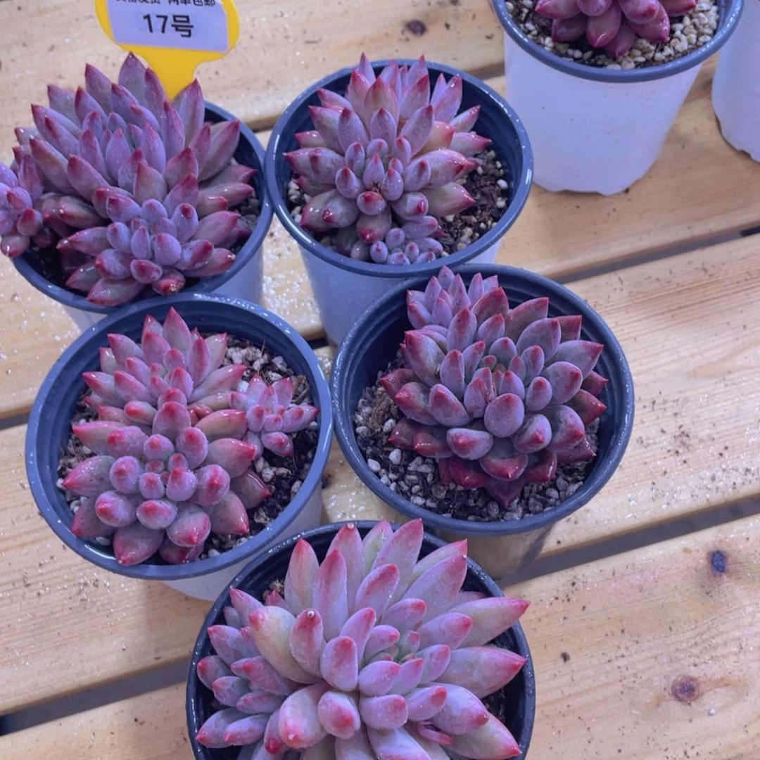 17号 精品虞美人福利一个