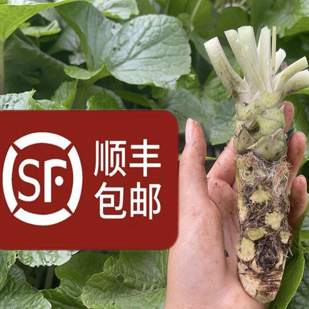 云南新鲜山葵家庭版现挖现发，精选优质山葵