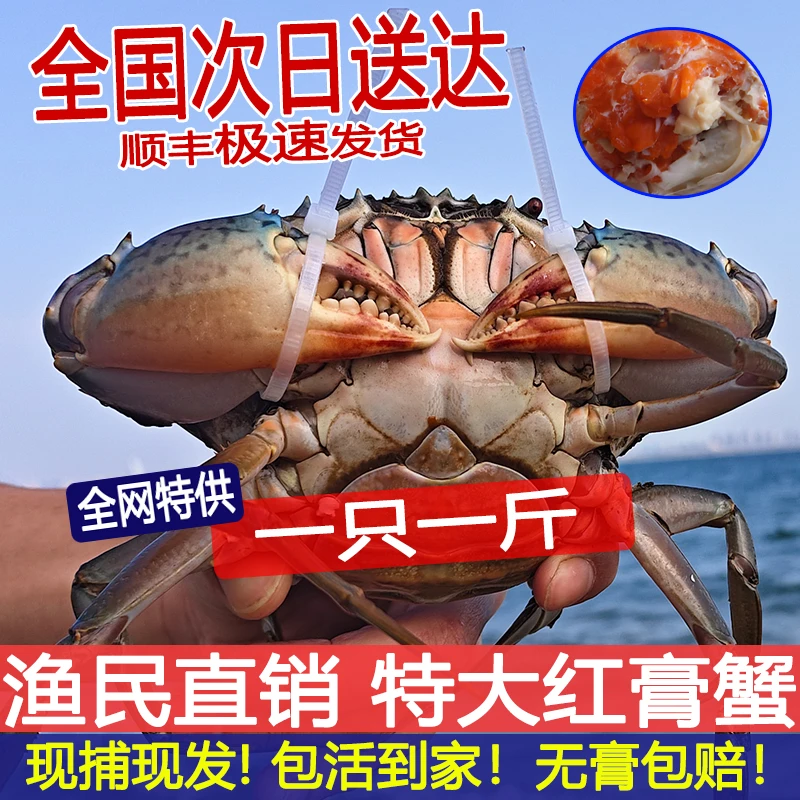 福建青蟹鲜活特大超大红膏蟹东山岛红鲟黄油螃蟹猷蠓中秋送礼海鲜