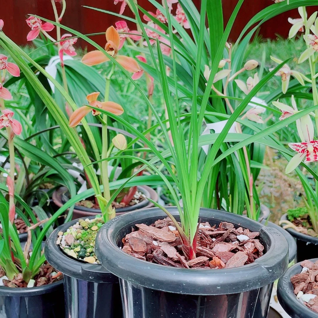 连***海完全开放一物一拍漂亮开花