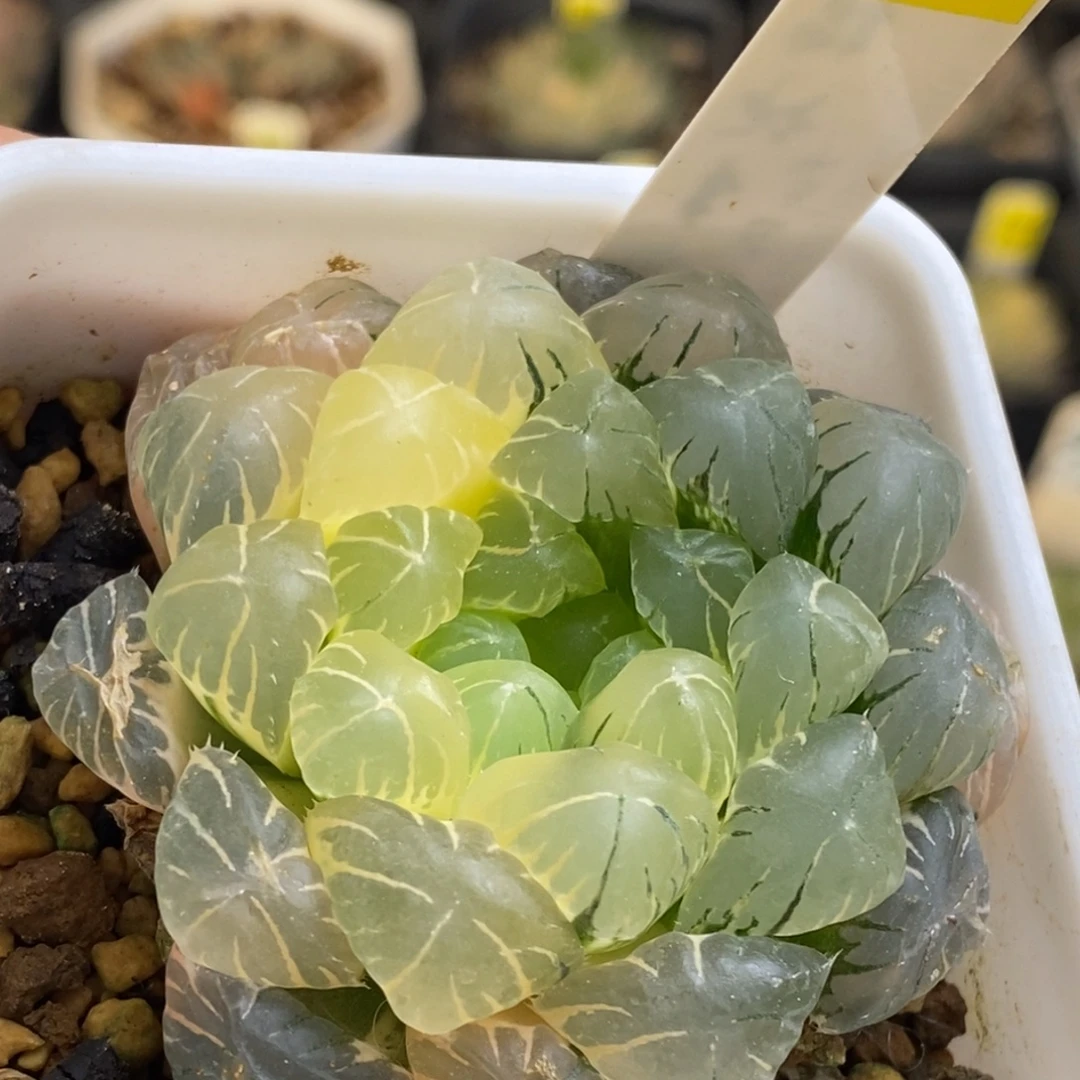 616号糊斑趋势湖水玉露锦