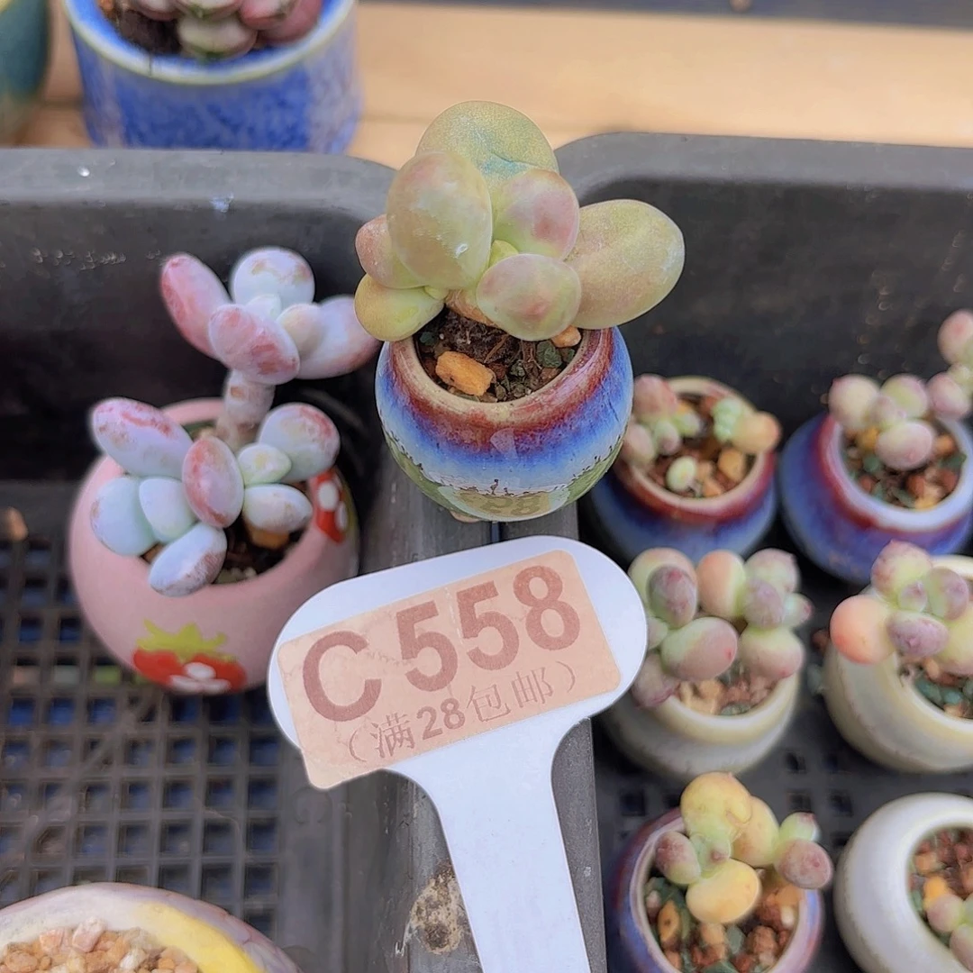 C558糖果一物一拍
