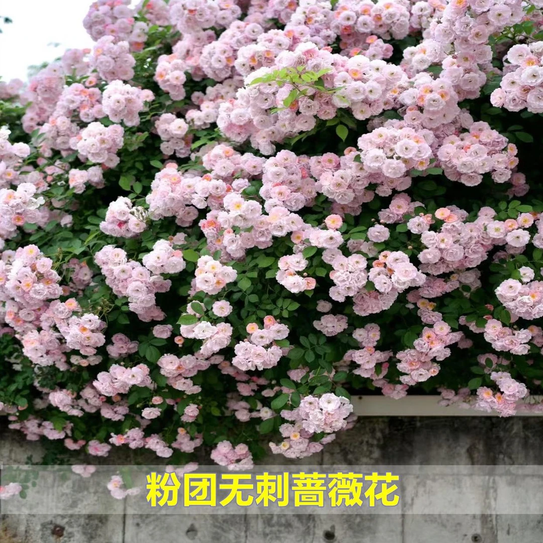 正宗七姊妹粉团耐寒蔷薇花无刺爬藤浓香型花期带花苞四季垂吊植物