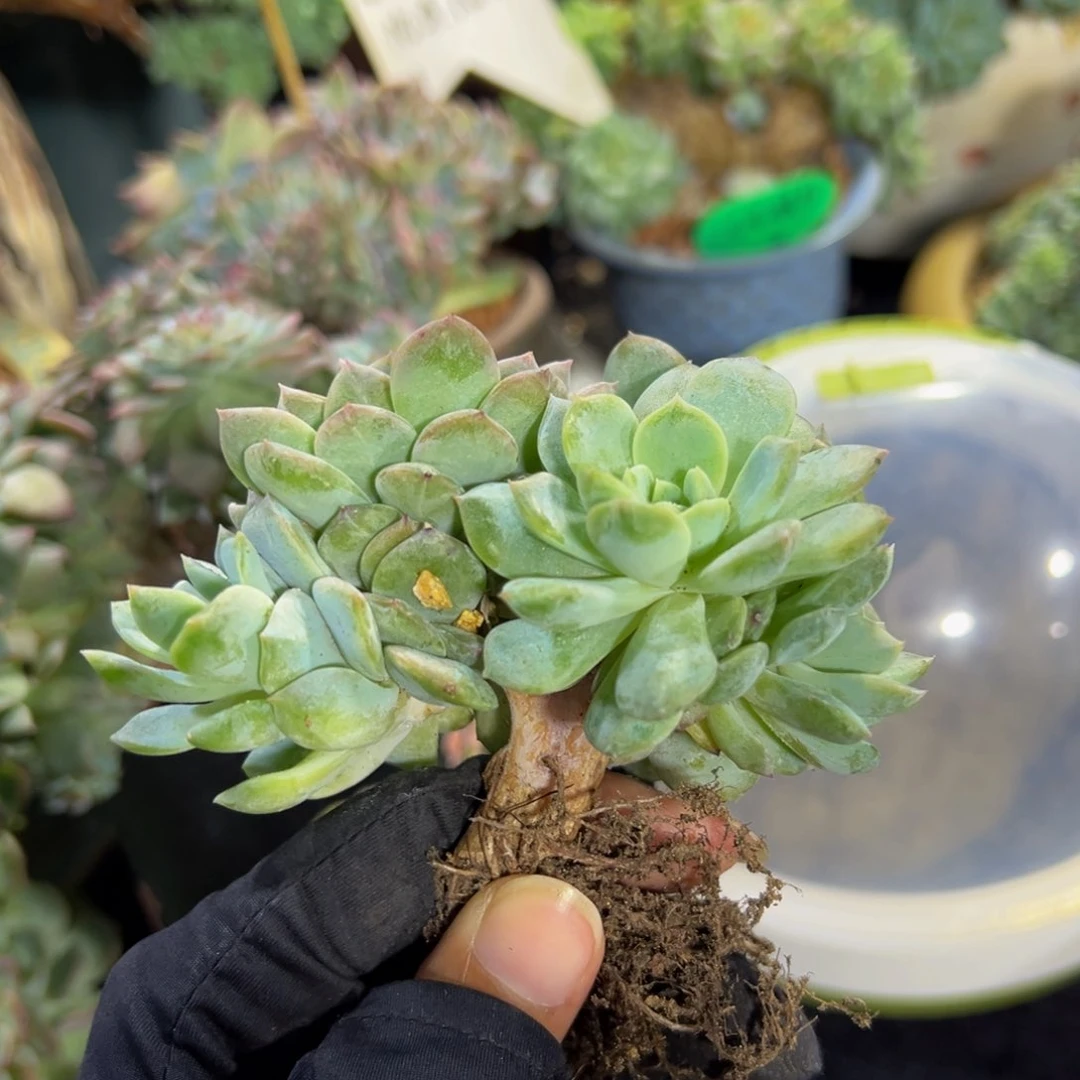 草莓冰沙琥珀缀化