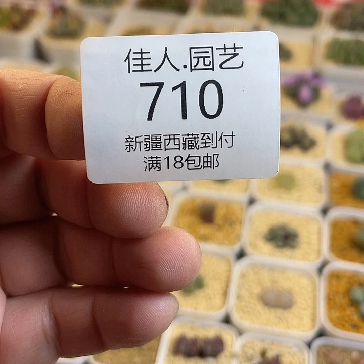 ****1佳人园艺博览会710