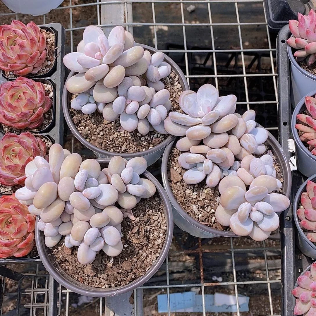 0607- 奶酪大群福利一颗 量拍