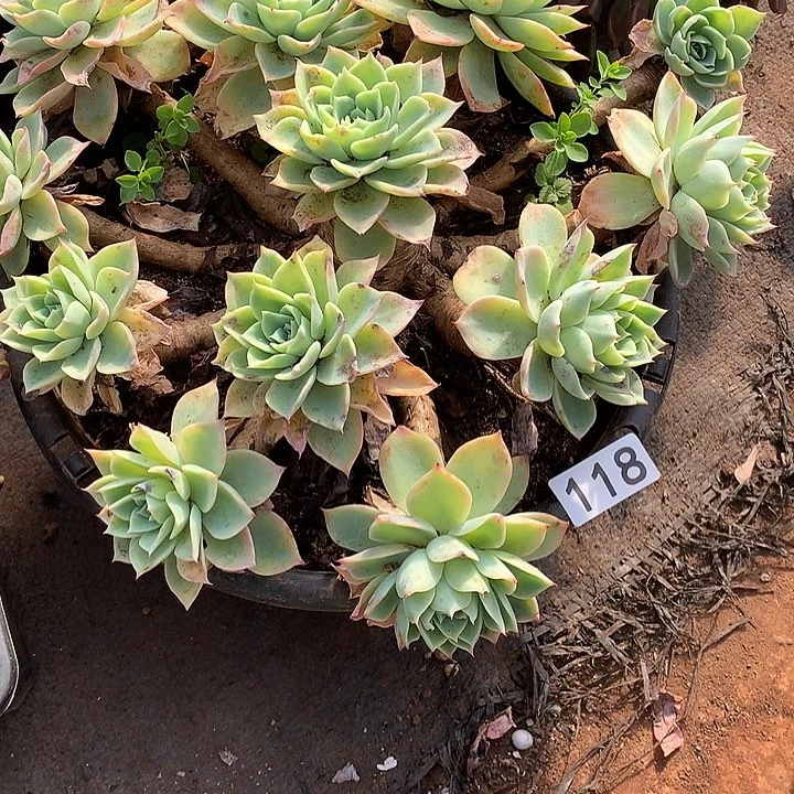 118三色堇  一物一拍多肉