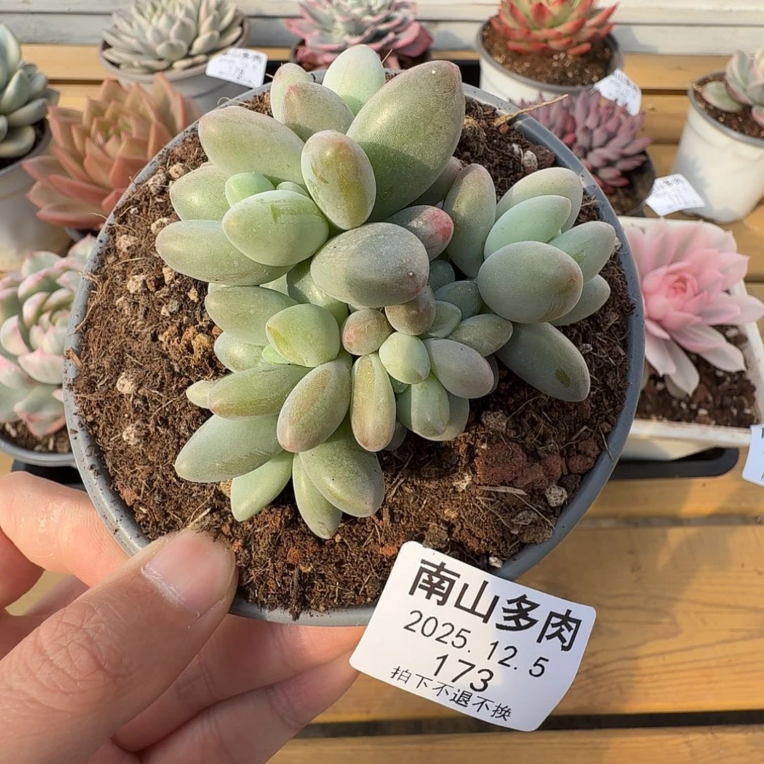 白兰地群111125-173