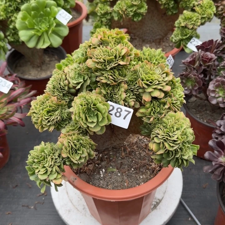 彭***多肉植物绿羊绒287号