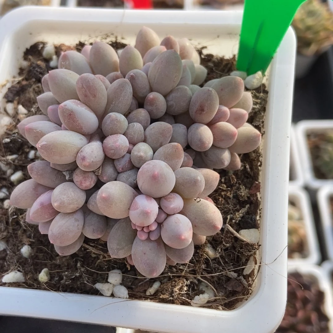 656婴儿手指多肉植物