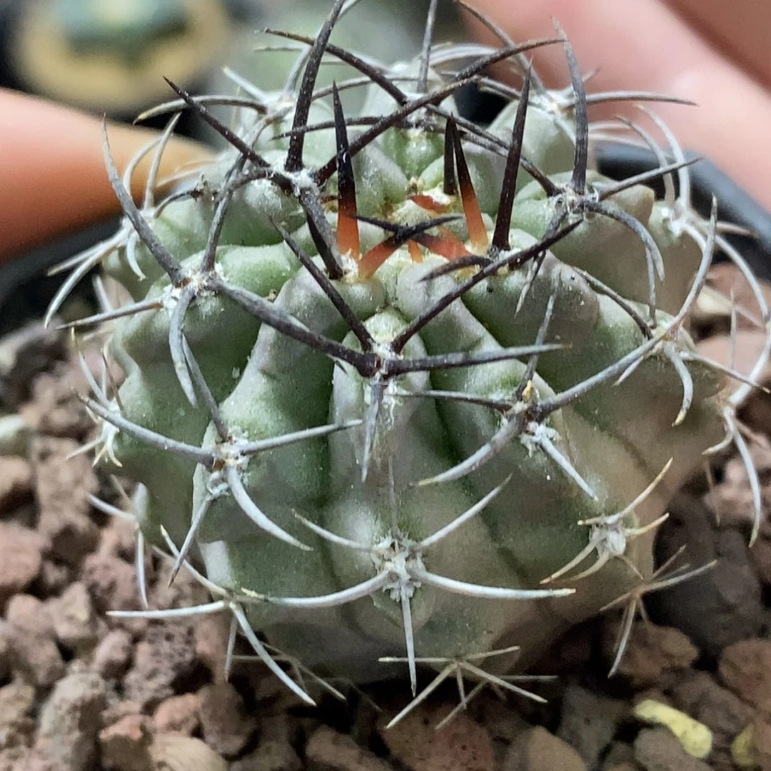 孤品实生特选株纯黑刺白肌素妆玉3.8cm