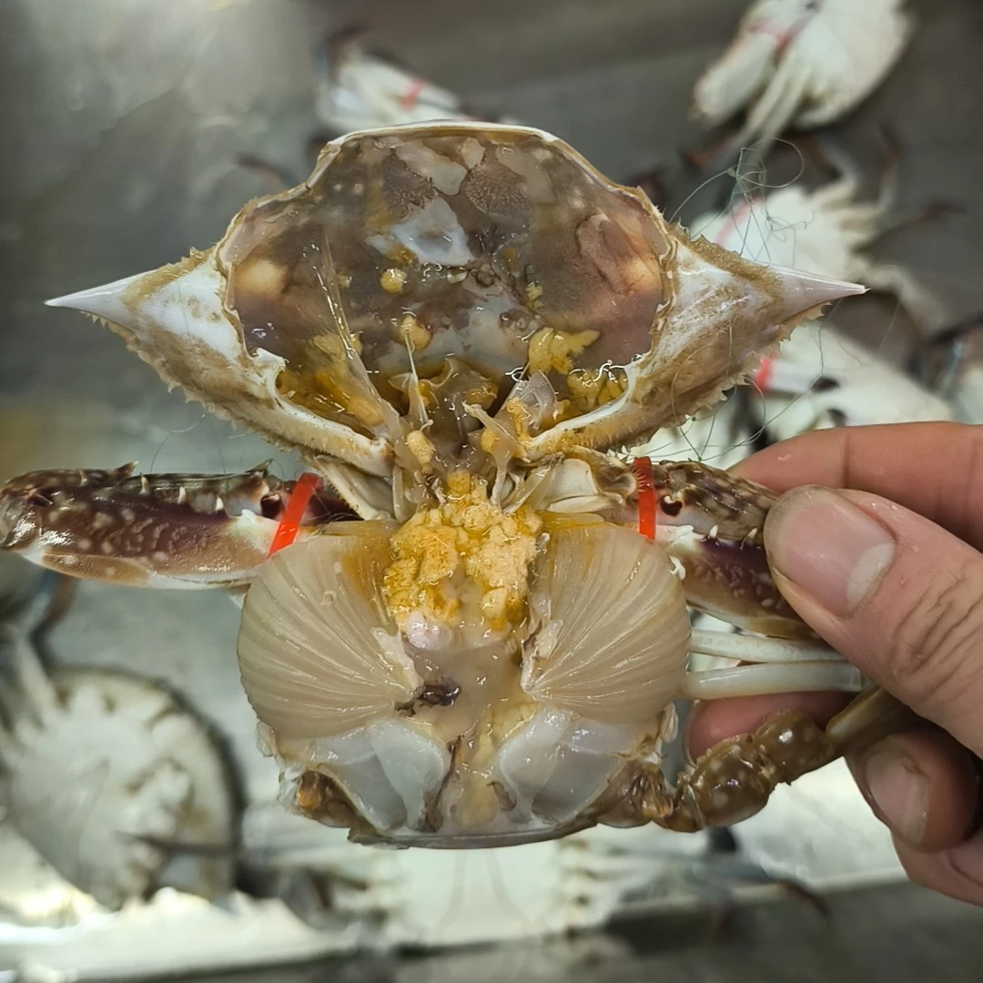 本海-公飞蟹【小时达配送到家，保鲜不保活】