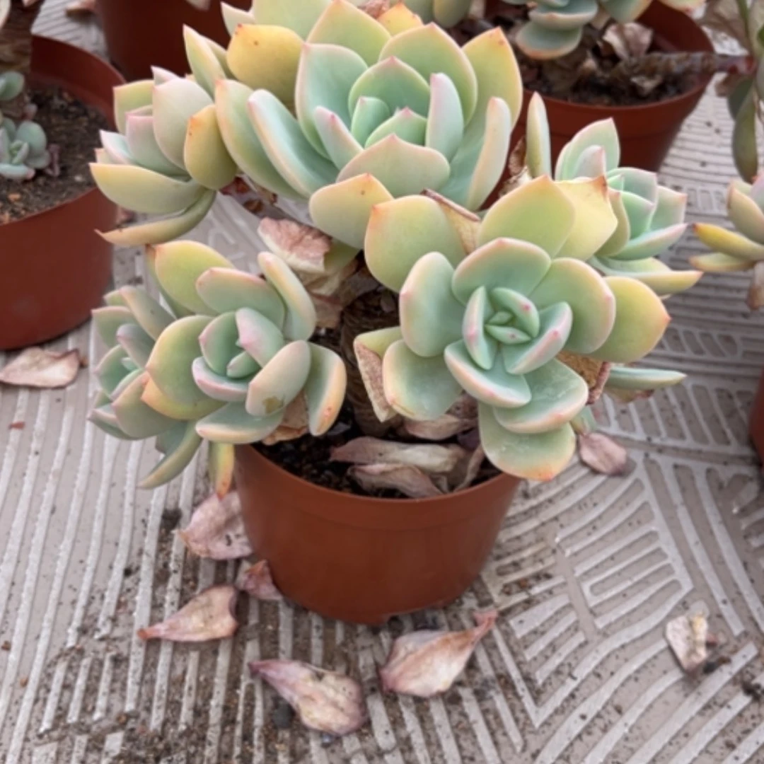 【闪购商品】说*白月