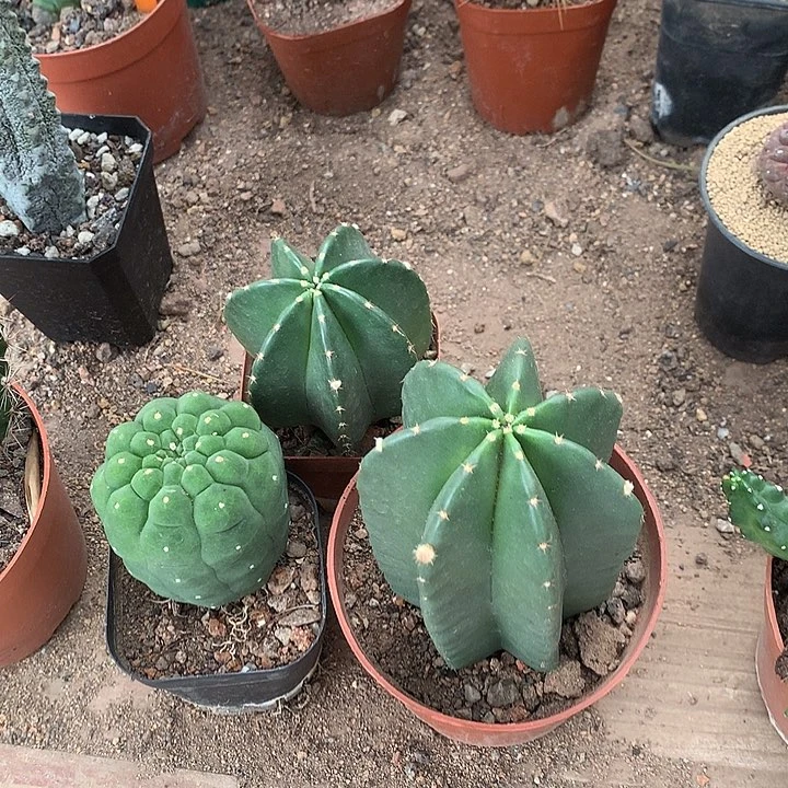 李*静3333333333333333