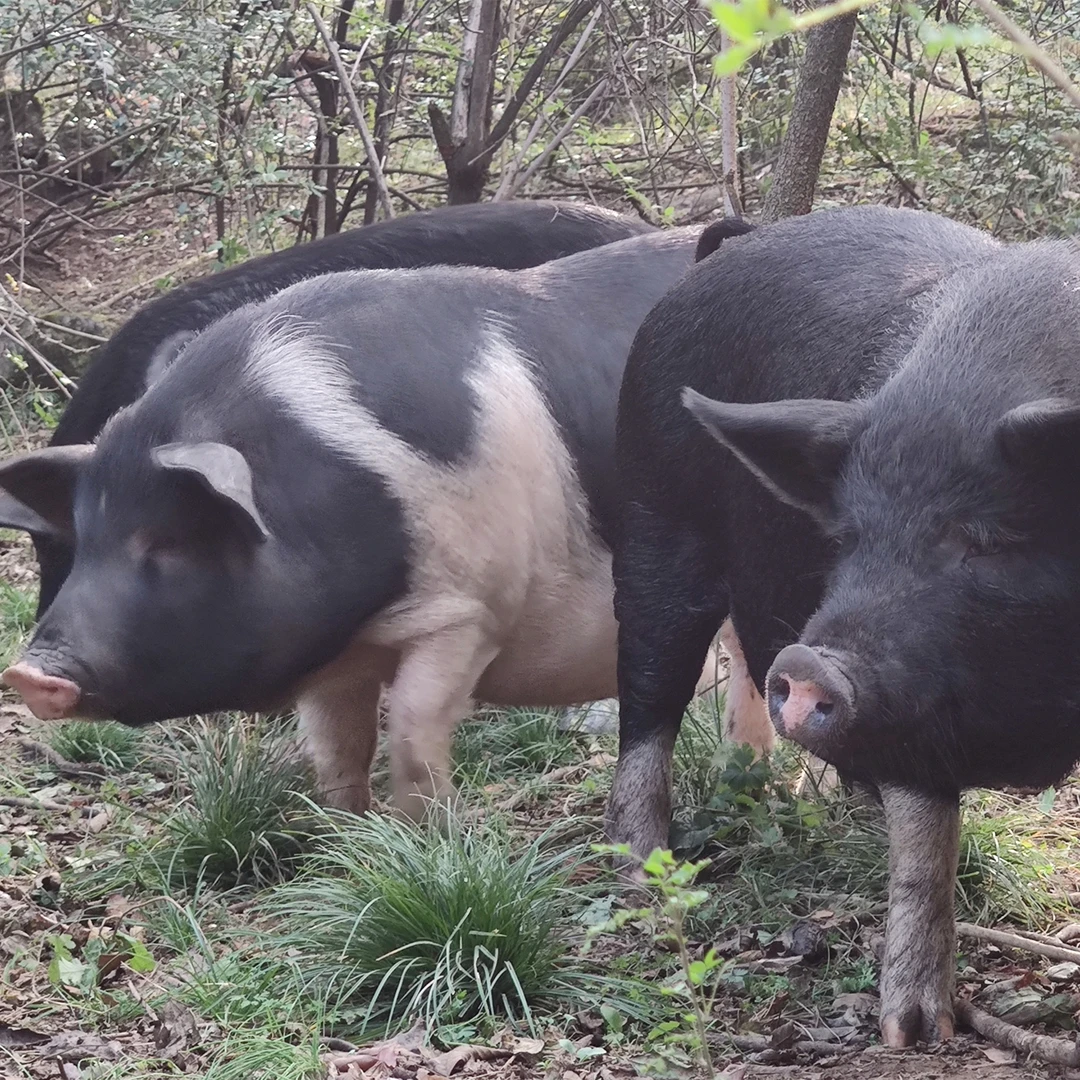 湘北土黑猪肉【现选购称】【顺丰包邮】